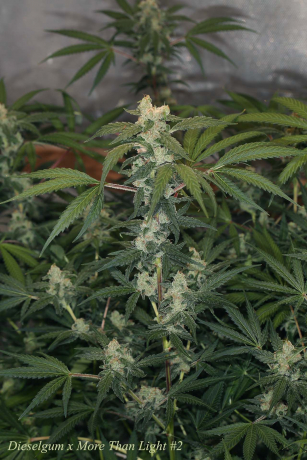 Dieselgum x More Than Light#2