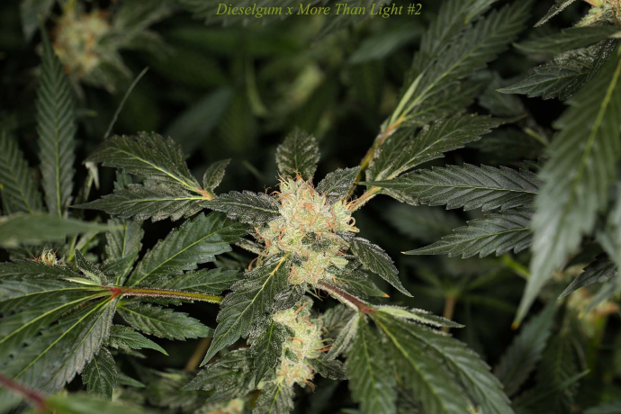 Dieselgum x More Than Light#2