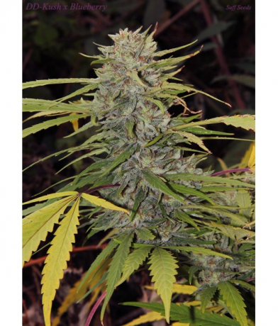 Violator Haze x Crimean landrace