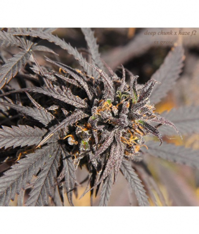 Deep Chunk x Haze f2 x Lab27S