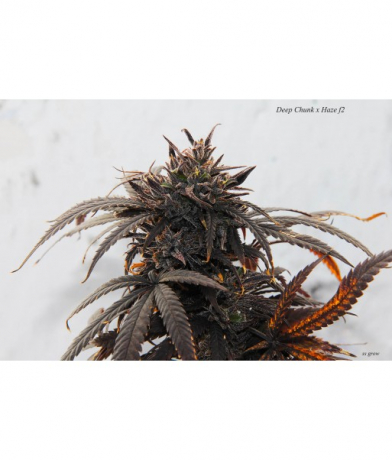 Deep Chunk x Haze f2 x Erdpurt