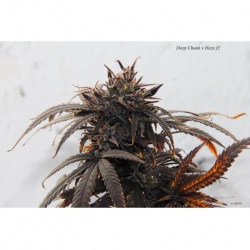 Deep Chunk x Haze f2 x Erdpurt