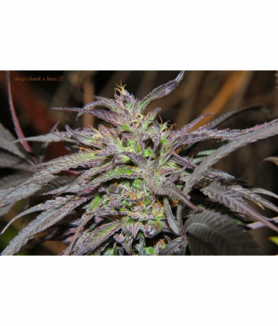 Deep Chunk x Haze f2 x Erdpurt