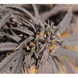 Deep Chunk x Haze f2 x Erdpurt