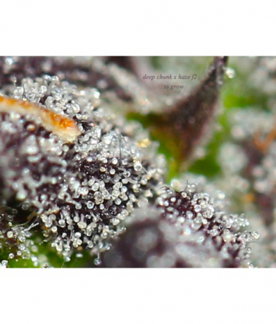 Deep Chunk x Haze f2 x Erdpurt