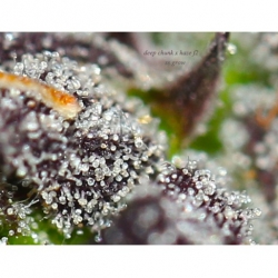 Deep Chunk x Haze f2 x Erdpurt