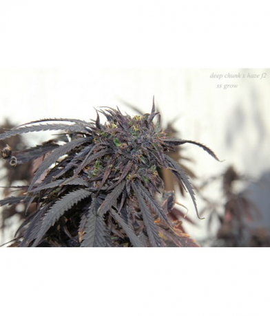 Deep Chunk x Haze f2 x Erdpurt