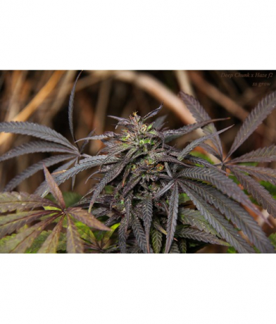 Deep Chunk x Haze f2 x Erdpurt