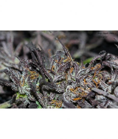 Deep Chunk x Haze f2 x Erdpurt