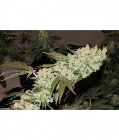 ChocoDiesel v.2