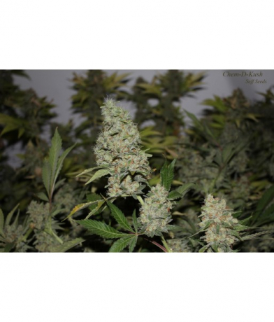 Chem-D-Kush
