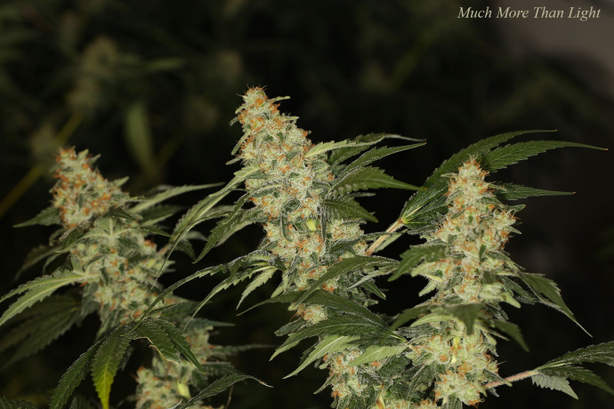 Much More Than Light