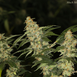 Much More Than Light