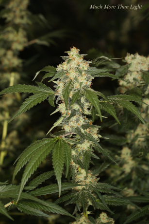 Much More Than Light