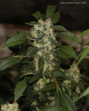 Much More Than Light