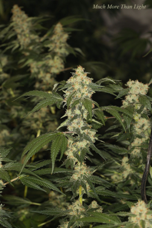 Much More Than Light