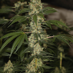 Much More Than Light