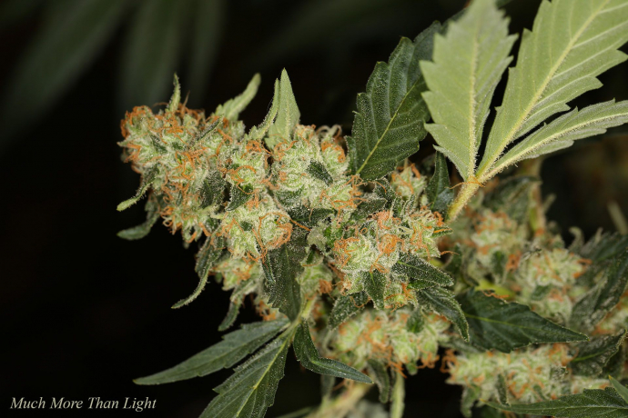 Much More Than Light