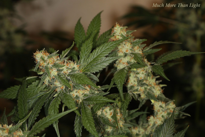 Much More Than Light