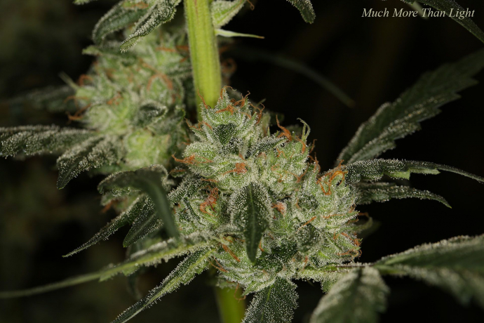 Much More Than Light