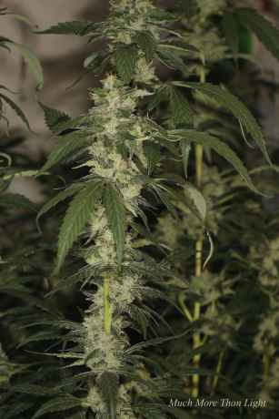 Much More Than Light