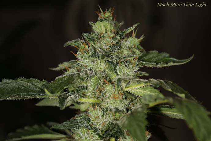 Much More Than Light