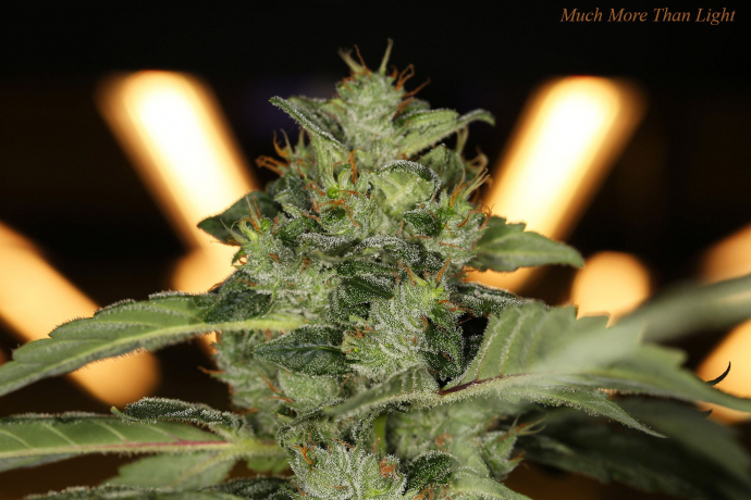 Much More Than Light