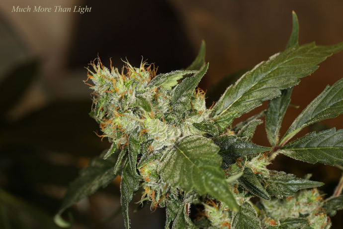 Much More Than Light