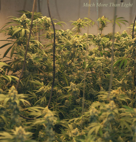 Much More Than Light